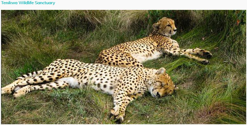 Tenikwa Wildlife Sanctuary Plett Accommodation Association